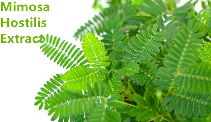 Mimosa Hostilis.png